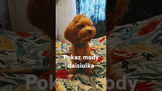 Pokaz mody daisiulka 🐾 który najlepszy [upl. by Nicholl]