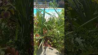 Citronella Plant Gardening Tip [upl. by Del]