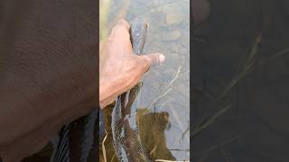 Catch and release Snakehead Fish 🐟  fishinglife trendingshorts [upl. by Evanne134]