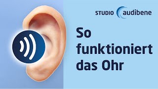 Das Ohr – Aufbau und Funktion 👂🏻 [upl. by Aryt36]