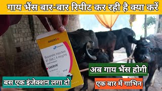 Use Veterinary EVERYR  Buserelin injection  पशुओं को गाभिन कैसे कारये  गाय भैंस को गाभिन कराए [upl. by Giardap]