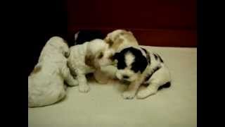 Cocker Spaniel Puppies Playing [upl. by Devine287]