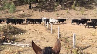 23 Day Horseback Cattle Muster [upl. by Ahsiatal]