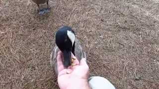 Feeding Canada geese [upl. by Nywles133]