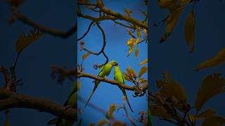 The Invasive Parakeets Taking Over London [upl. by Krause]