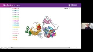 Structure of Commander complex mutated in RSScombining crystallography cryoEM amp AlphaFold2 [upl. by Nnairek105]