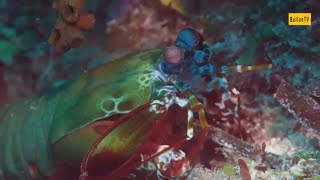 Mantis Shrimp Natures Tiny Titan MarineLife MantisShrimp NatureWonders [upl. by Eliason898]