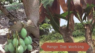 Top Working Mango Tree [upl. by Elauqsap]