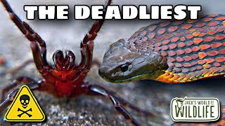 The TOP DEADLIEST Animals In AUSTRALIA That I FOUND [upl. by Aihtnys]