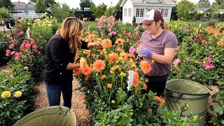 Cut Flower Garden Work Day with Monica 🌸✂️🥰  Garden Answer [upl. by Farrel]