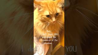 Pity the Orange Cat cat cutecat shorts orangecat pets [upl. by Allemat]