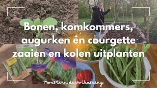 KOLEN UITPLANTEN en BONEN COURGETTE KOMKOMMERS en AUGURKEN ZAAIEN Moestuin de Volharding [upl. by Subocaj]