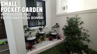 Small Pocket Garden with Bucida and Floridana Ficus Bonsai [upl. by Reivad]