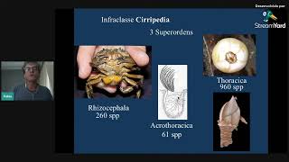 Crustáceos Thoracica o estudo das cracas [upl. by Alena]