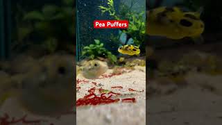 Pea Puffers wirralaquatics pufferfish peapuffer fish fishkeeping fishtank bloodworm [upl. by Ikcaj]