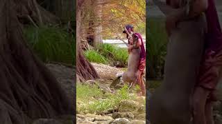 Part 2 ⚡️Man saves drowning deer in san antonio River Texas wildlife gone wild 💥 [upl. by Barsky]