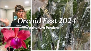 Anthurium Pendens  Orchid Fest 2024 [upl. by Imelda210]