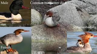 Common merganser duck [upl. by Dannon955]