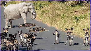 Um Grupo De Cães Selvagens Atacou Um Elefante Gigante E Teve Um Fim Amargo Animais Selvagens [upl. by Sandor656]