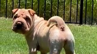 Dog Barks From Both Ends 😝 🤣  FUNNIEST Pets of the Week [upl. by Eudo]