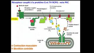 Signalisation Cellulaire 1 [upl. by Donoho]