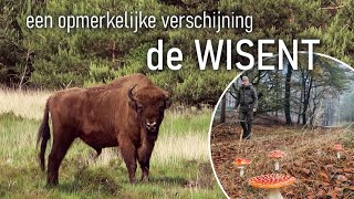 82  DE WISENT  een opmerkelijke verschijning [upl. by Langdon682]