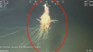 5 Unexplained amp Mysterious Deep Sea Creatures Caught On Camera [upl. by Aisiram]