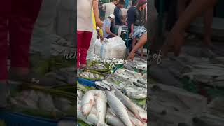 Bangladesh’s largest wholesale fish market Chattagram [upl. by Anawk]