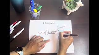 Cytochrome P450 amp PGlycoproteins Explained [upl. by Krenn]