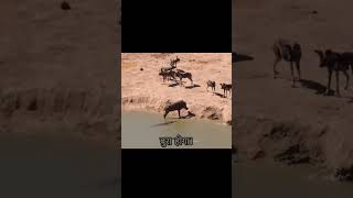 The warthog Fluffy encounters a pack of wild dogs and chases him into the water [upl. by Eerdua969]