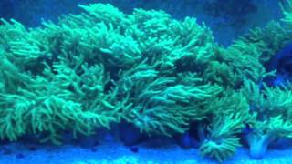 Neon green sinularia forest REEF [upl. by Larina481]