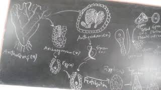 Life cycle of Anthoceros [upl. by Haridan]