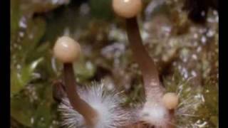 Ergot de seigle  extrait de Planete Champignons Documentaire [upl. by Yesrod]