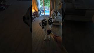 Taco Bell amp a Dane dog dogs funnyshorts funny funnyvideo tacos cute cutepets funnyanimals [upl. by Eilliw]