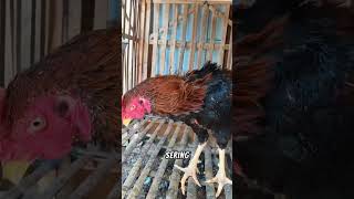 Tips Tulangan ayam agar besar kuat dan padat ternakbangkok ayamtermahal pecintaayam animals [upl. by Jamey607]