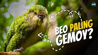 Sumpah Lucu Banget❗Burung Kakapo Terlalu Berat Hingga Tidak Bisa Terbang❓alampengetahuan [upl. by Enomsed741]