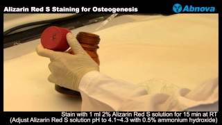 Alizarin Red S Staining for Osteogenesis [upl. by Neened]