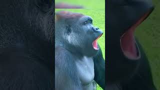 How do animals yawn You’ll see it in this video now [upl. by Sillsby]