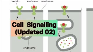 Cell Signalling  Updated 02 [upl. by Edyaj600]