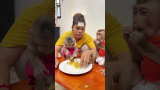 This monkey really loves foodMonkeyMood CuteMoments AnimalShorts FoodVibes [upl. by Aicilyhp]