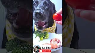 Puppy Kids So Cute Eating FoodASMR Short Mix To LongLk Site [upl. by Vanni]