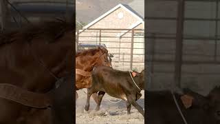 breakaway roping rodeo cowgirl shorts [upl. by Knudson]