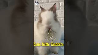 Rabbits Breed September2024pukhtanarelaxingworldsurvivingvlogs bunny rabbits [upl. by Aikrehs]