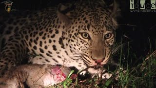 Watch In Awe As A Leopard Devours A Baby Duiker🐆🍼 [upl. by Macur]