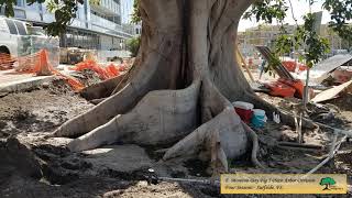 Moreton Bay Fig  5 Piece Arbor Division  Four Seasons Surfside FL [upl. by Schaaff307]