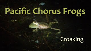 Pacific Chorus Frog Croaking [upl. by Akiaki]