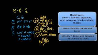 C6 versus the Radial Nerve differential diagnosis [upl. by Alleda]