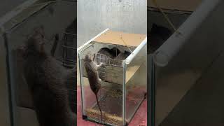 best home mouse trapThe Worlds Most Creative Mousetrap rattrap mousetraptp mouse [upl. by Khorma885]