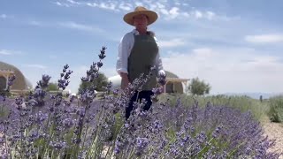 A fresh event 3rd Annual Lavender Festival set for Saturday outside Willcox [upl. by Montanez]