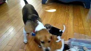 Beagle Puppies Playing with Mom [upl. by Kelsi]